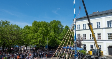Der neue Maibaum steht