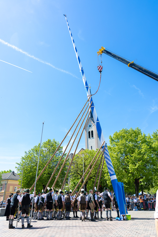 Der Maibaum schon fast senkrecht
