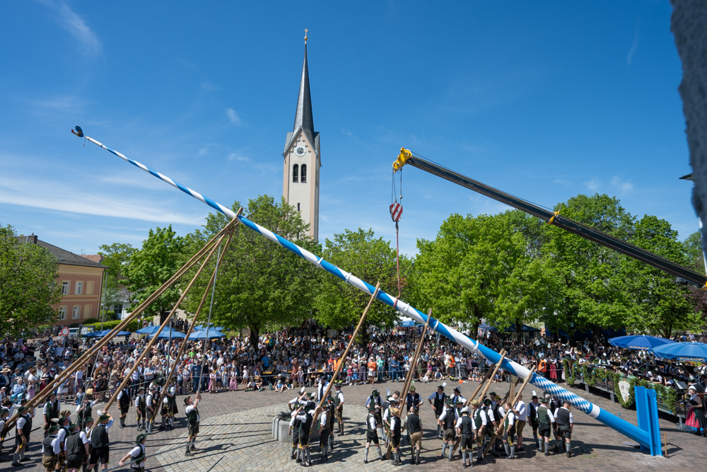 Der neue Maibaum auf halber Höhe